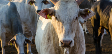 Cattle Medicines