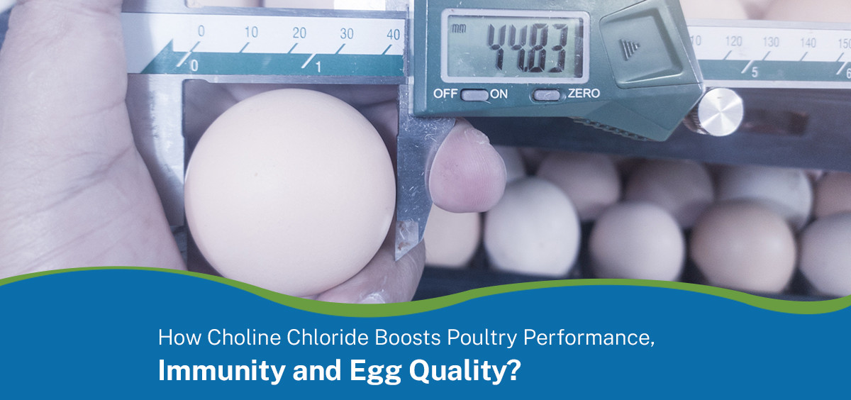 How Choline Chloride Boosts Poultry Performance, Immunity and Egg Quality