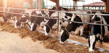Cattle Feed