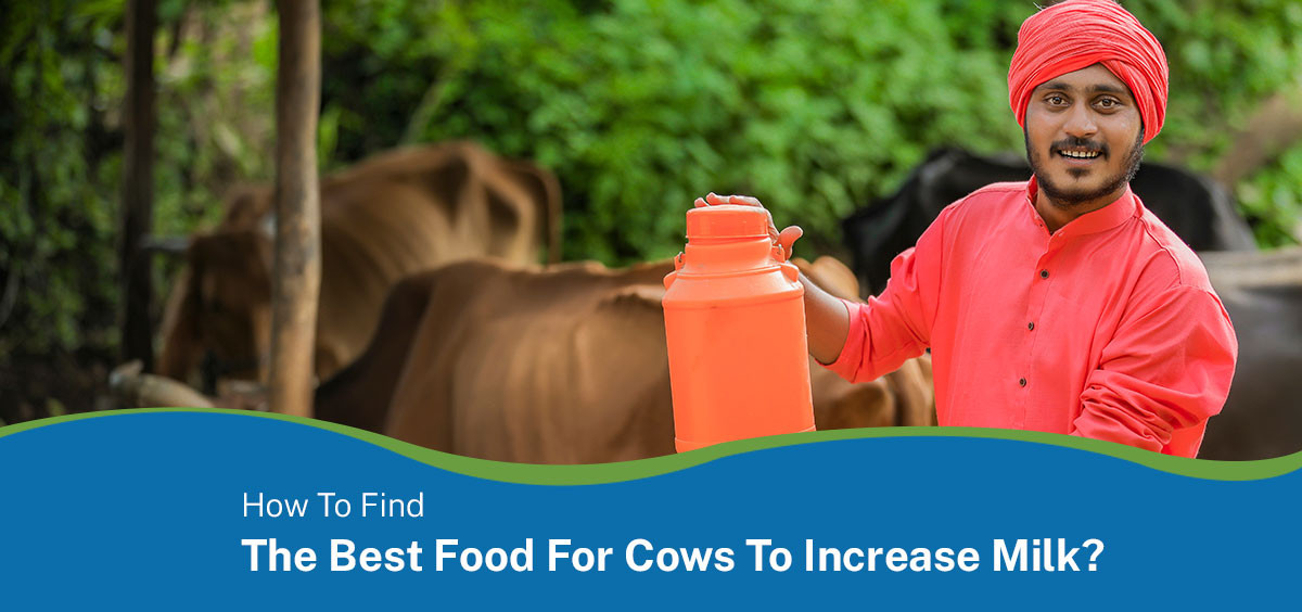 How to find the best food for cows to increase milk?