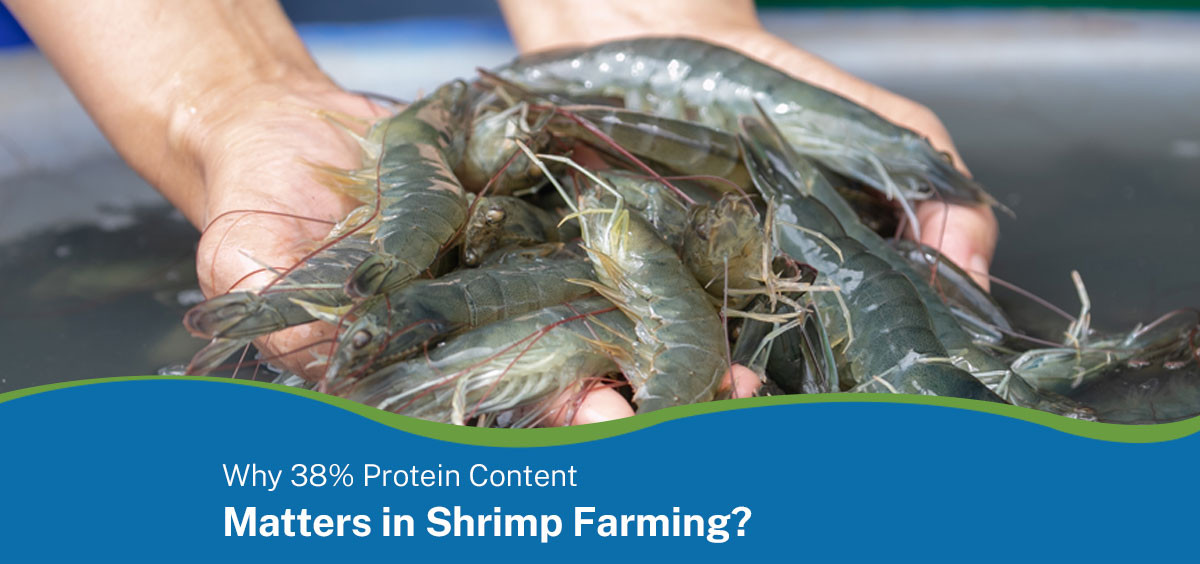 Why 38% Protein Content Matters in Shrimp Farming?