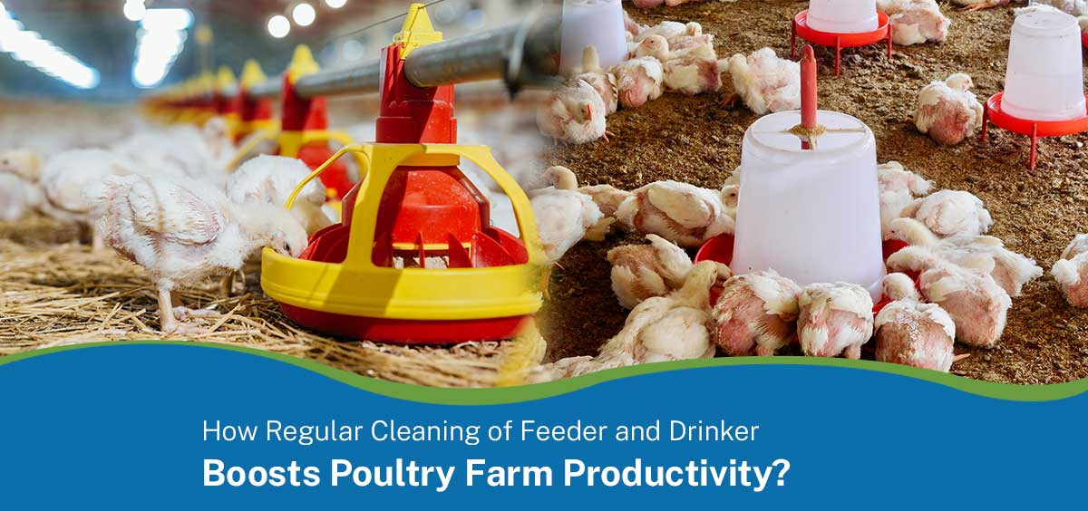 How regular cleaning of Poultry feeder and drinker boosts farm productivity?