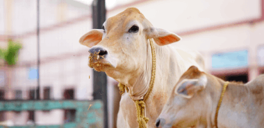 Cattle Medicines